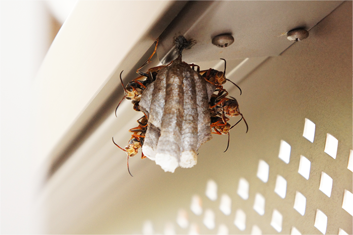 蜂の巣の除去